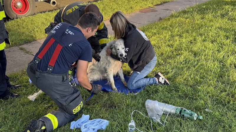 Fire officials say this dog received oxygen and water from medics until the South Bend Animal...