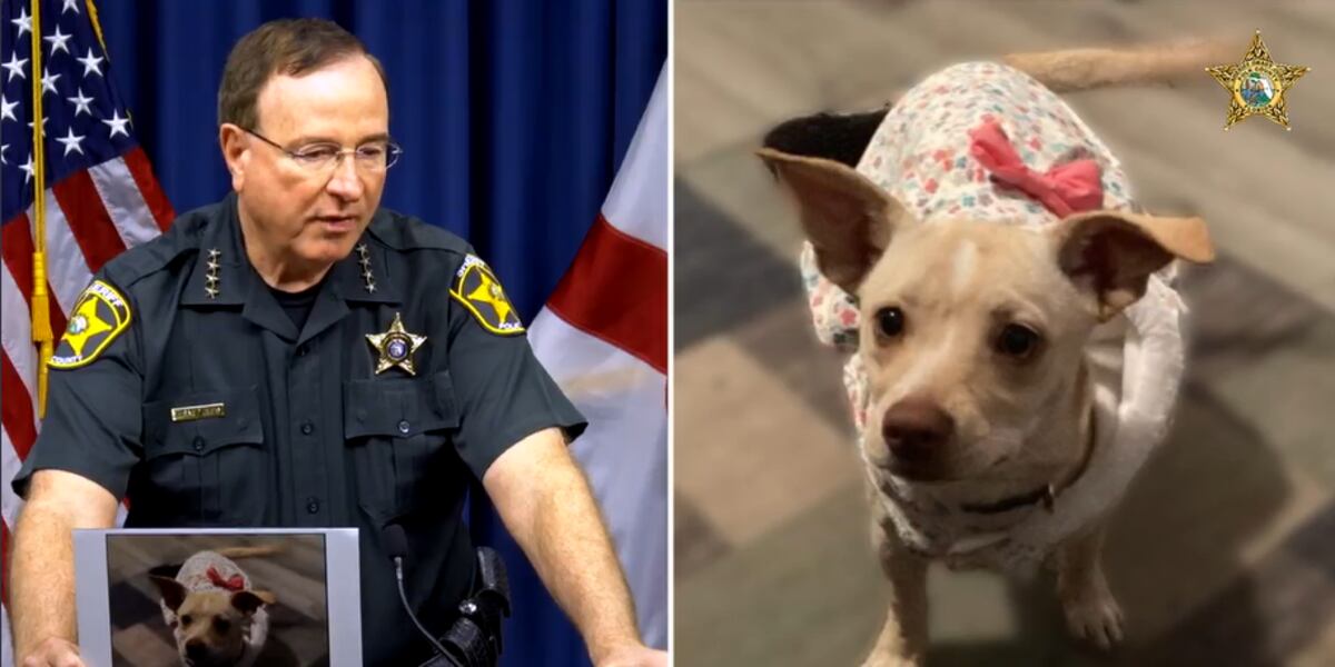 Accusing Dogs Nurse accused of fatally poisoning neighbor’s pregnant dog, cats