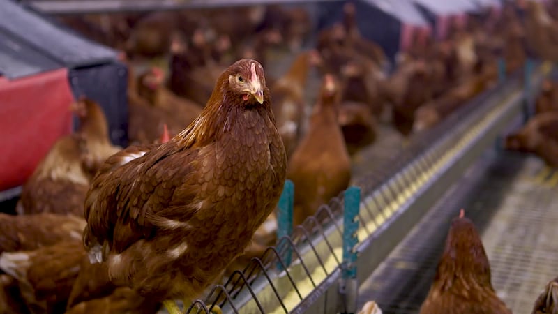 Parts of surrounding counties are continuing to be monitored for signs of the virus.