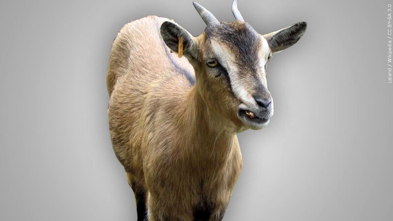 A Texas high school student is accused of killing another high schooler’s goat by...