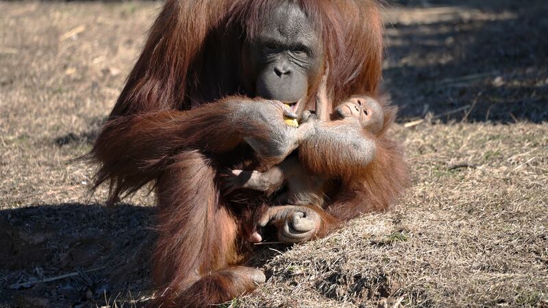 Zoe holds her new baby at Metro Richmond Zoo.