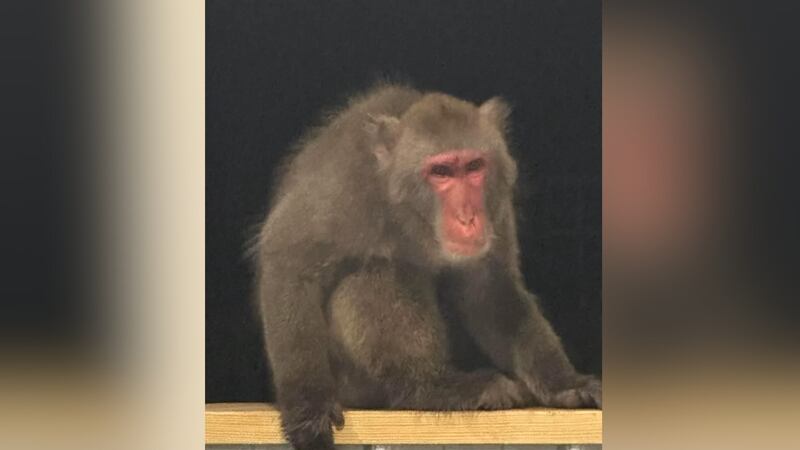 Colleton County Animal Services (CCAS) said officials searched for Bradley the monkey after he...