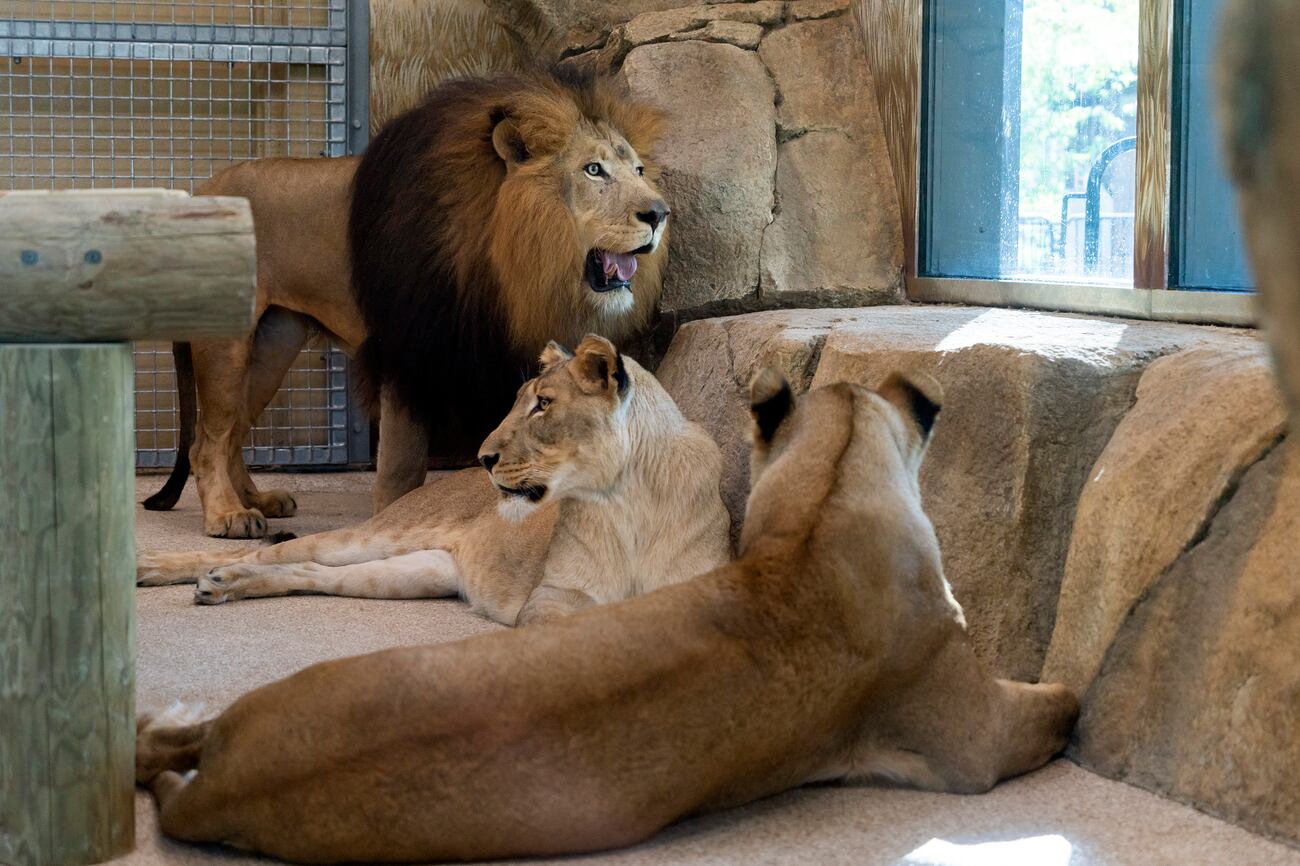 Potawatomi Zoo welcomes new pride of African lions