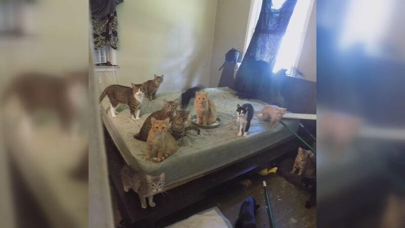 More than 40 feral cats were removed from a Three Rivers home by law enforcement on Wednesday.