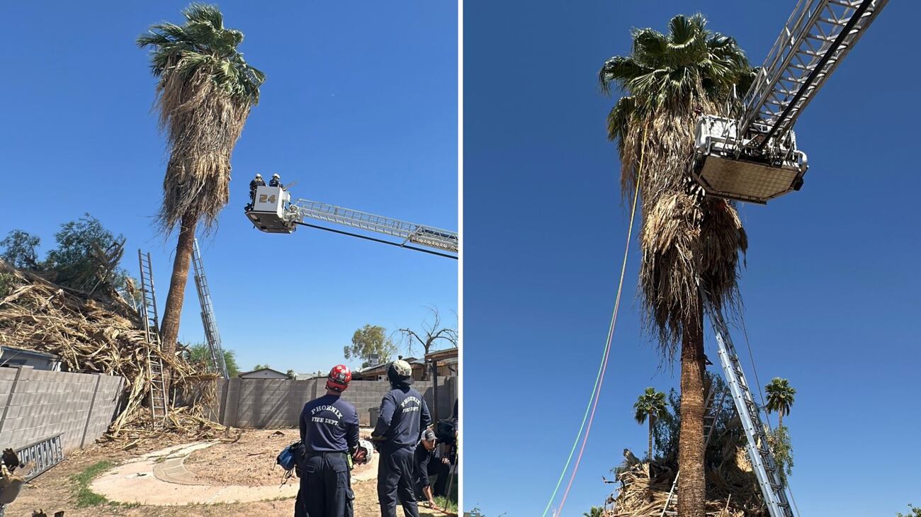 Tree Is Stuck Tree trimmer dies after getting stuck in 50-foot palm tree