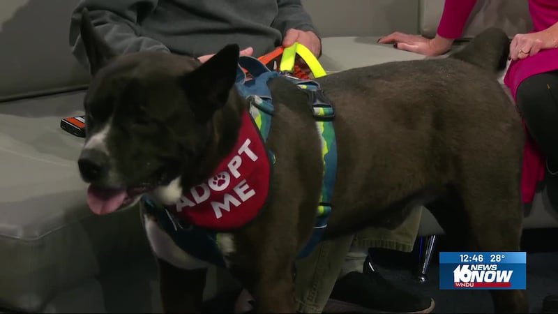 2nd Chance Pet: Samson