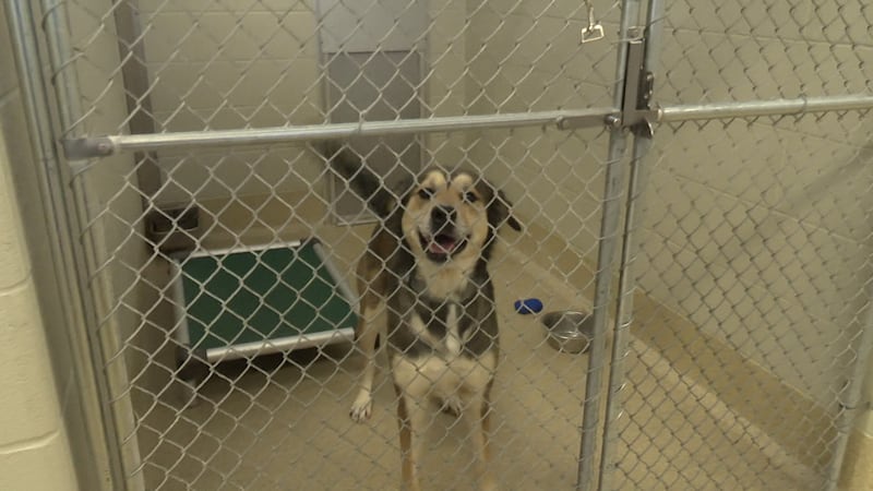 The event is designed to improve pet health and help families access essential veterinary care.