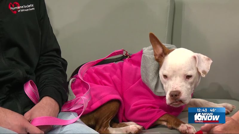 2nd Chance Pet: Angel