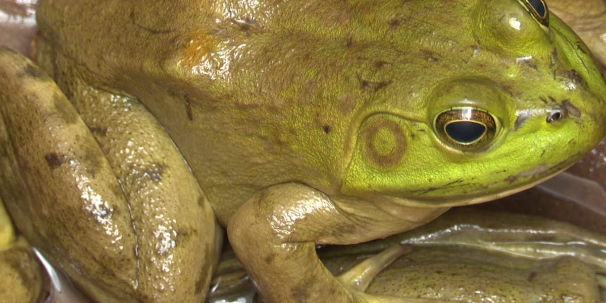 Frog Concert Frog-jumping contest hops into 42nd annual Osceola Music Festival