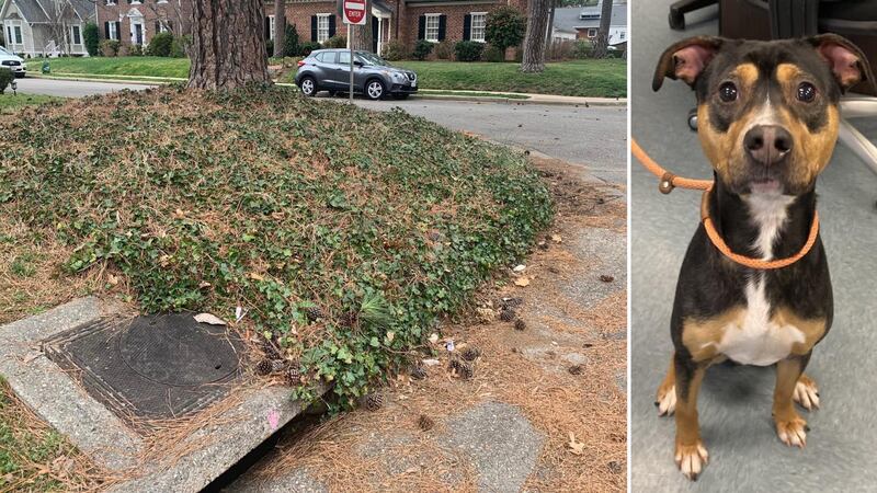 A dog that was found stuck in a drain in Virginia on Valentine’s Day is now up for adoption.