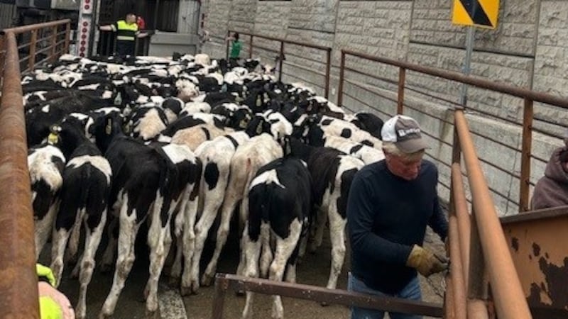 Indiana State Police say the cattle truck was hauling 127 cows.