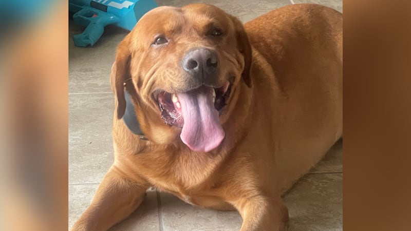A family's whose dog was stolen in New Orleans says he's been found.
