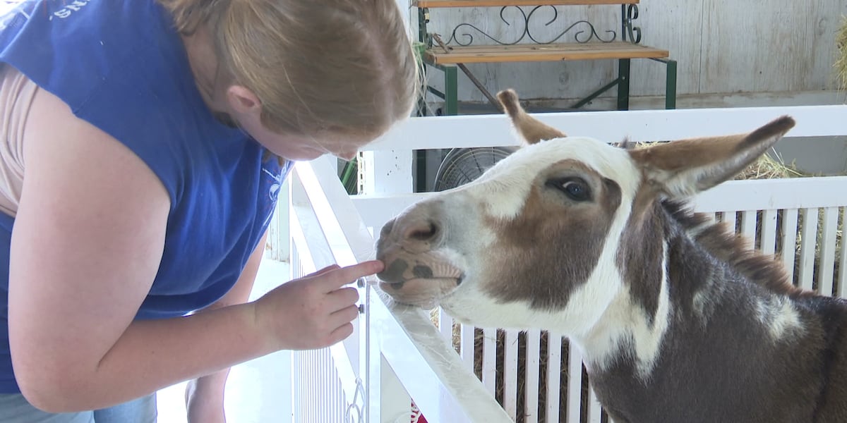 MacDonald s Farm Animals Featured At The Elkhart County 4 H Fair macdonald-s-farm-animals-featured-at-the-elkhart-county-4-h-fair