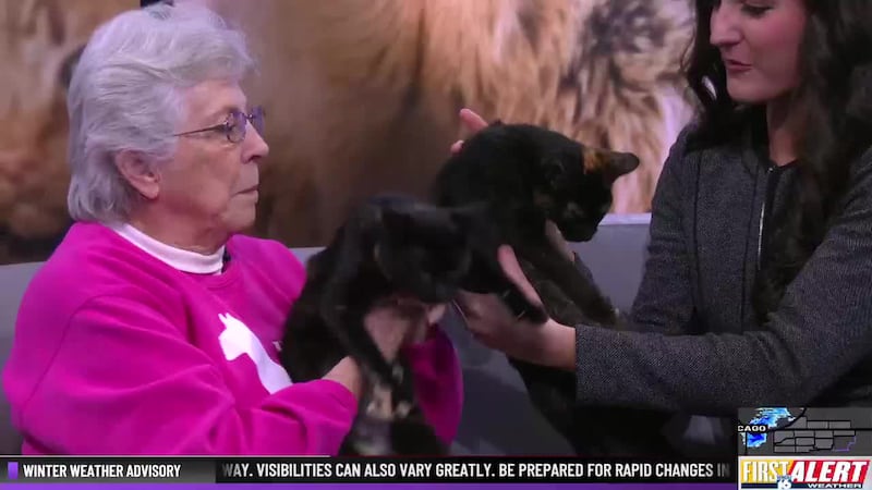 2nd Chance Pets: Aster and Daffodil