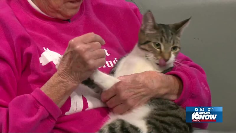 2nd Chance Pet: Bubbles