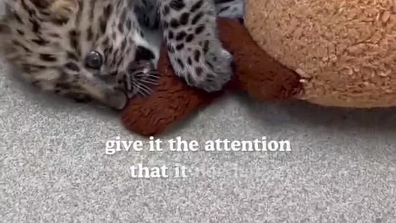 An amur leopard was born to mom, Anastasia, and dad, Mango, at the Potawatomi Zoo. Amur...